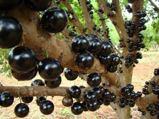 Os 13 benefícios únicos da jabuticaba para sua saúde!