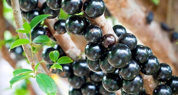 Os 13 benefícios únicos da jabuticaba para sua saúde!