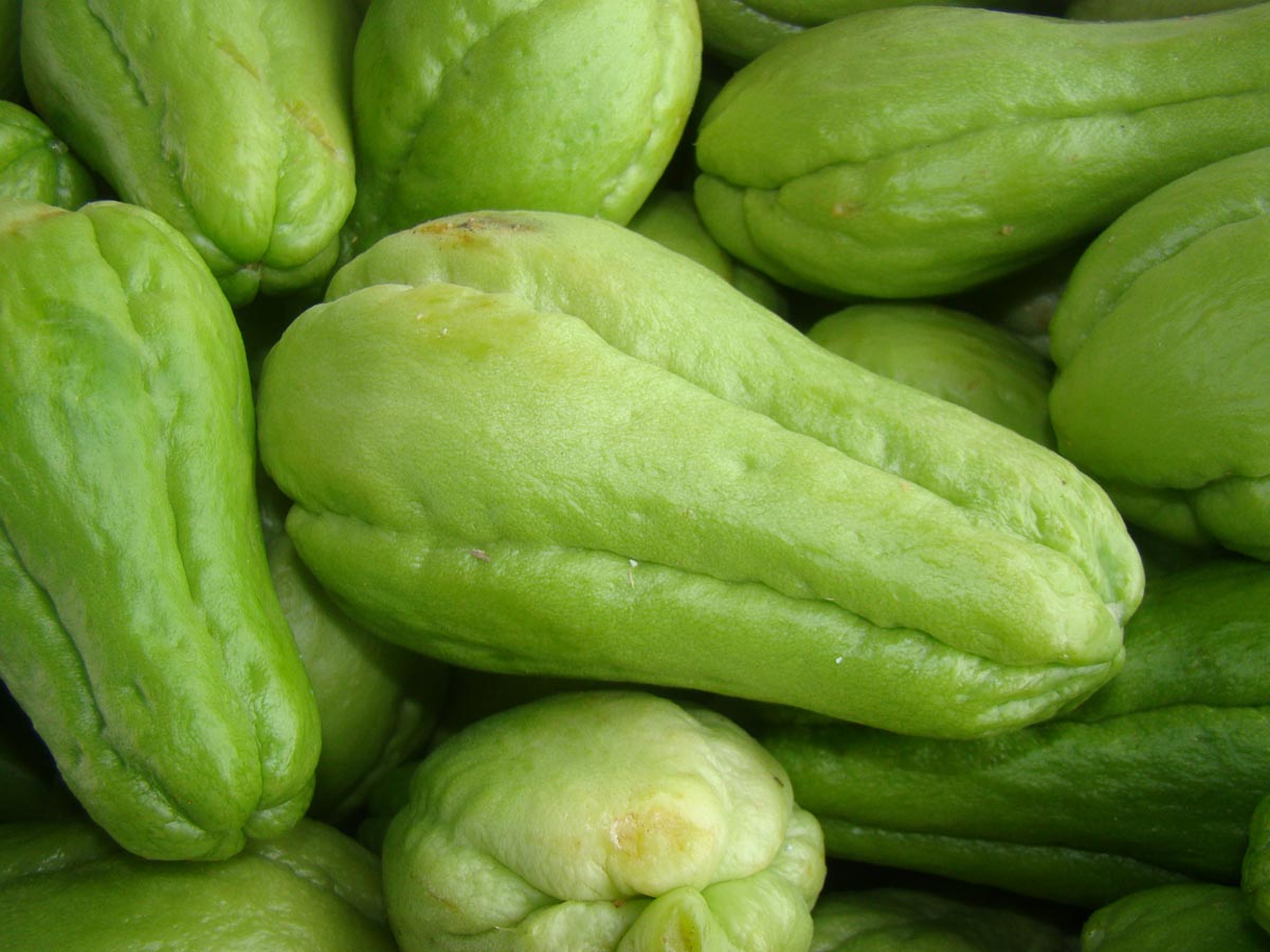 Chuchu: O Legume Subestimado com Poderosos Benefícios para a Saúde 