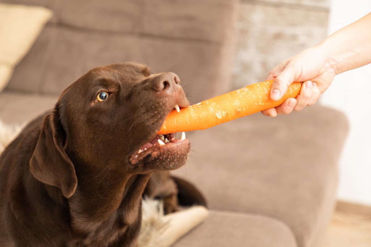 Benefícios da cenoura para os cachorros