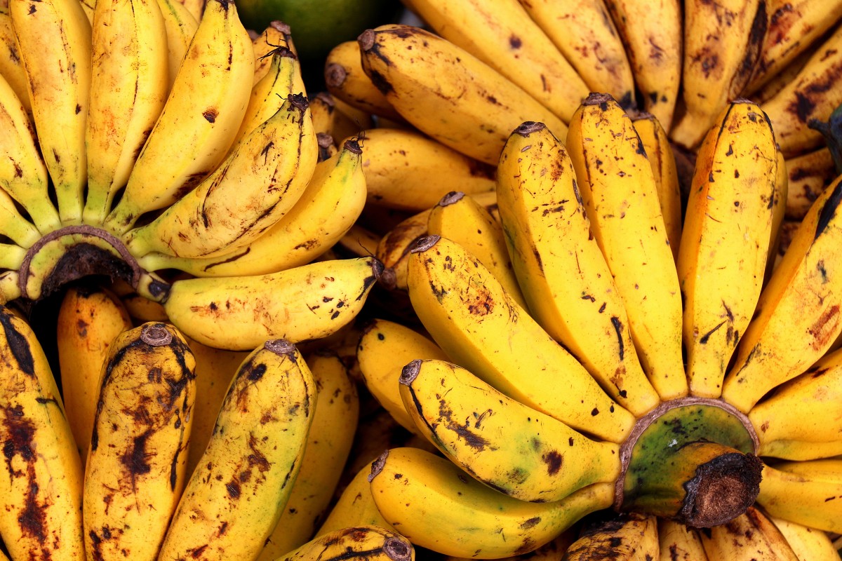 Pode comer Banana da Terra crua? Entenda por que essa NÃO é uma boa opção 