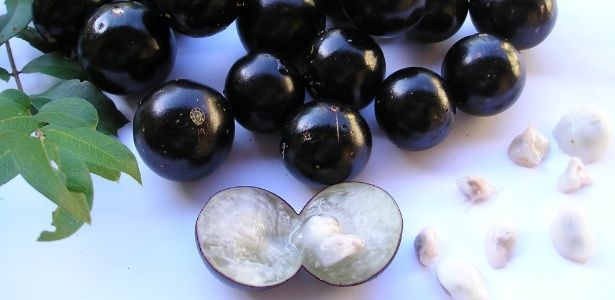 casca de jabuticaba